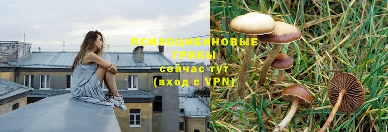 Галлюциногенные грибы Magic Shrooms  Лесозаводск 